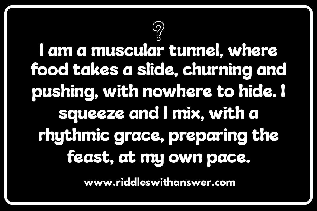 Digestive System Riddles: A Fun Way to Learn