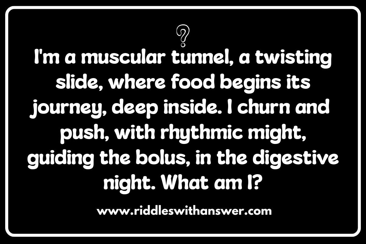 Gut Feeling: Digestive System Riddles and Their Answers