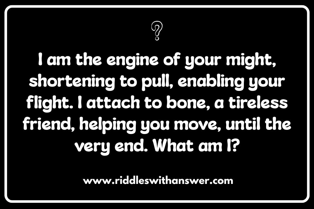 Muscle Riddles: A Fun Approach to Learning Muscular Anatomy